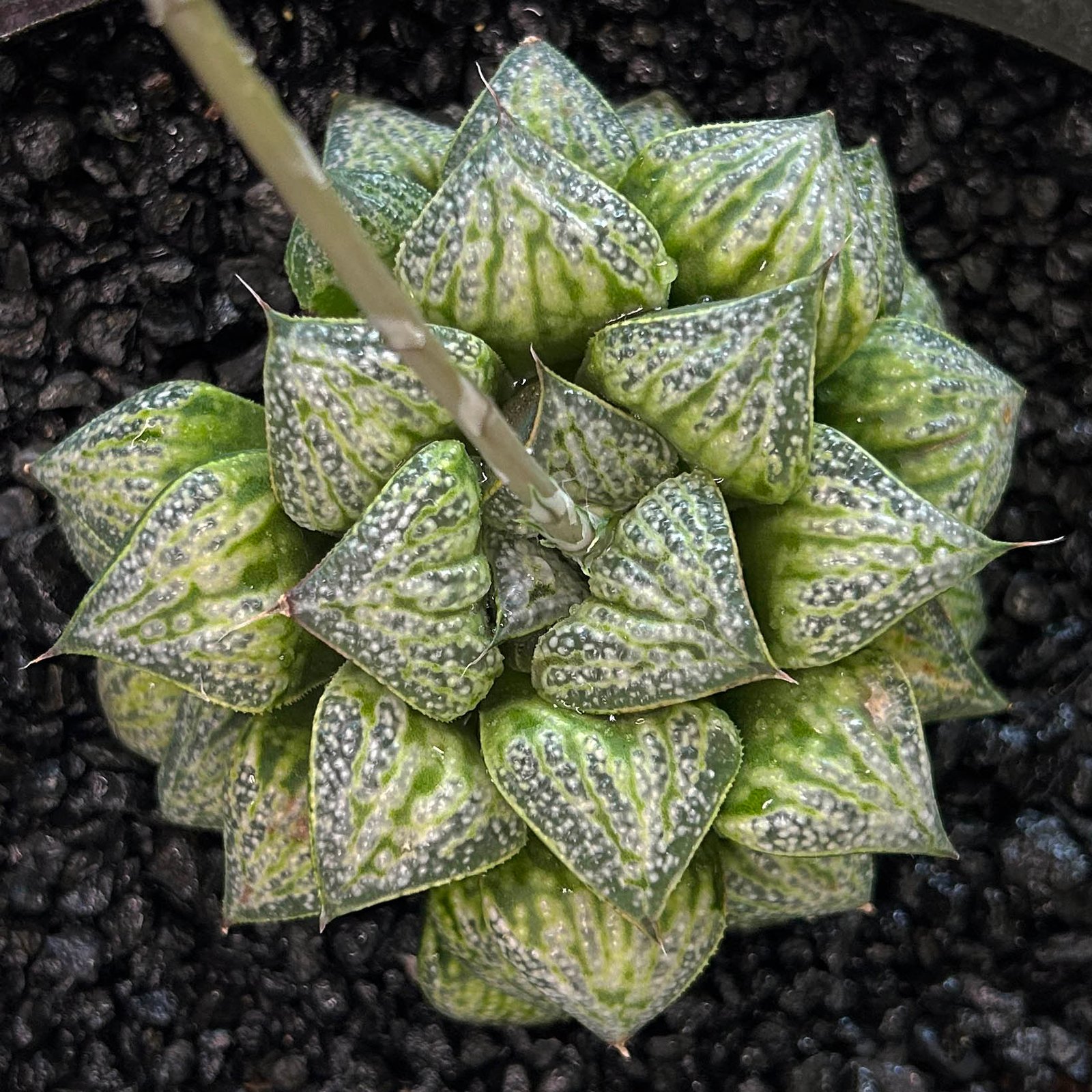 Still from Hanna entering a tourist disco for the first time.