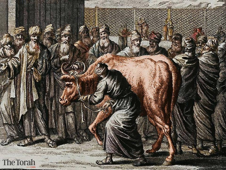 red cow